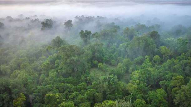 An overhead view of a dense area of forest partially covered in heavy mist, while a few tree tops stick out of the fog, creating a mood of stillness and tranquility.